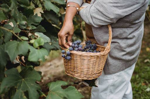 Jak zrobić ocet winny z winogrona?